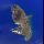 Profilbild von Martinique