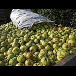 Profilbild von Apfelwein-Apfel