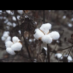 Profilbild von Baumwollfaser