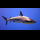 Profilbild von shark