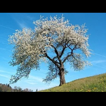 Profilbild von Plant