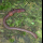 Profilbild von Worm