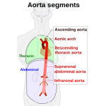 Profilbild von Aorta