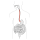 Profilbild von Speiseröhre