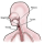 Profilbild von Kehle (Körperteil)
