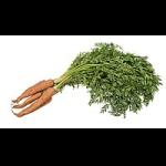 Profilbild von carrot
