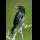 Profilbild von Vogelschutz