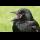 Profilbild von Vogelgesang