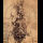 Profilbild von Anatomie