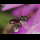 Profilbild von Bee
