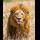 Profilbild von male lion